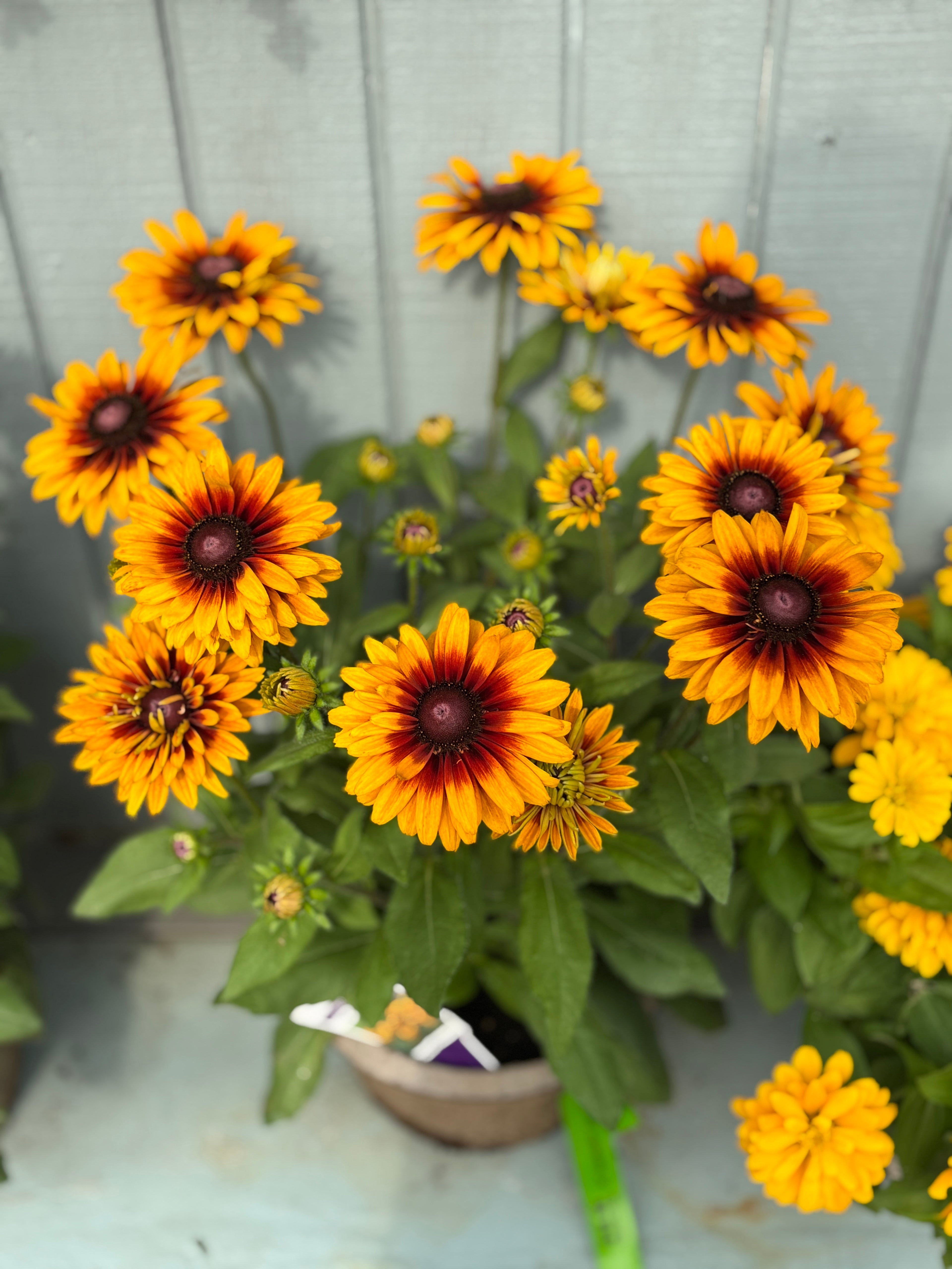 8" Sunbeckia Graffiti Caramel