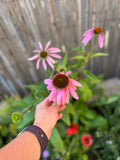 Echinacea Purpurea #1 Gallon