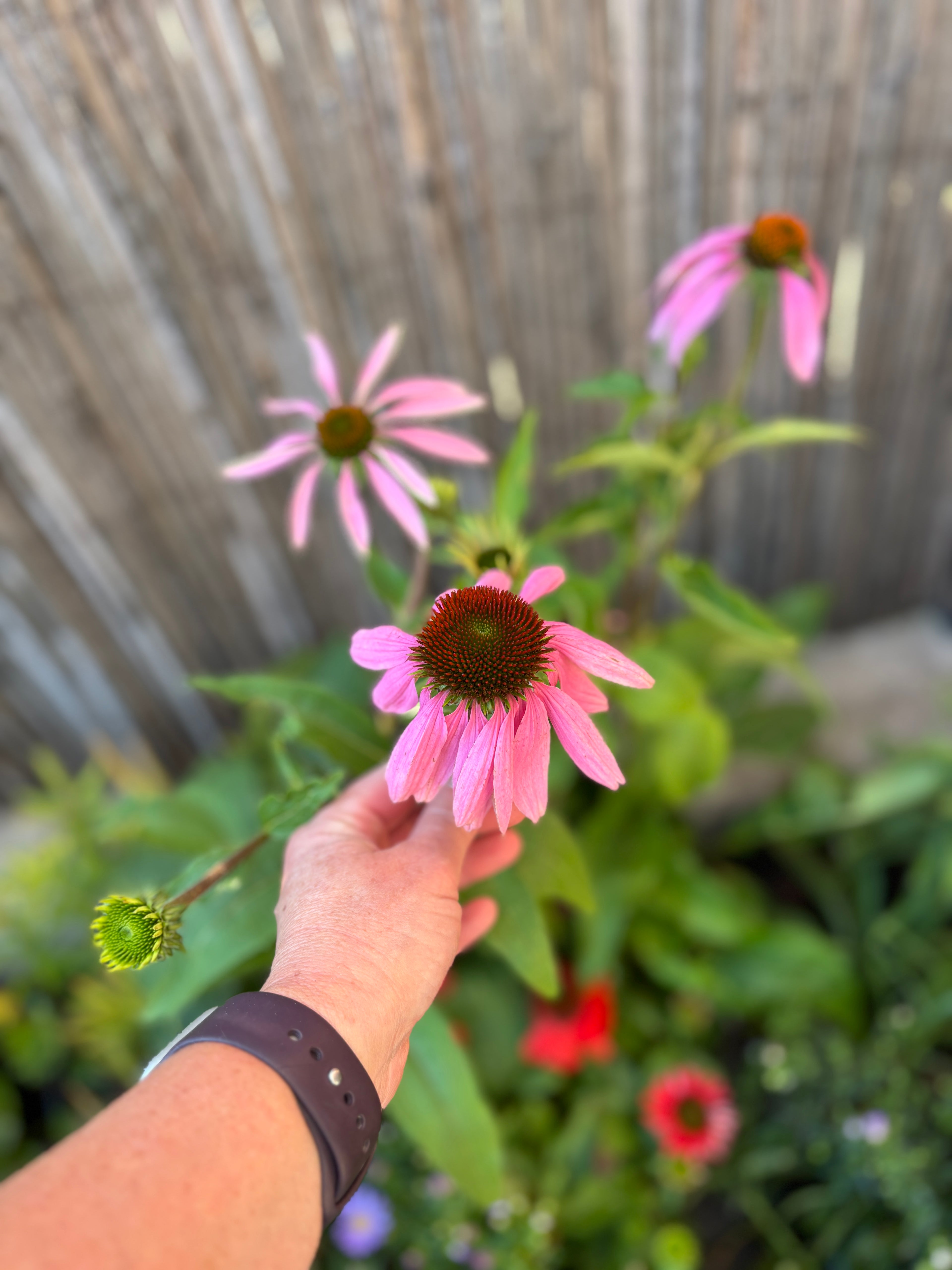 Echinacea Purpurea #1 Gallon