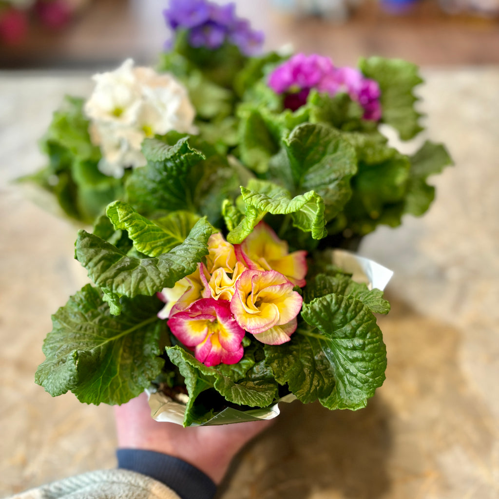 Primula Assorted Colors 6.5" Pot