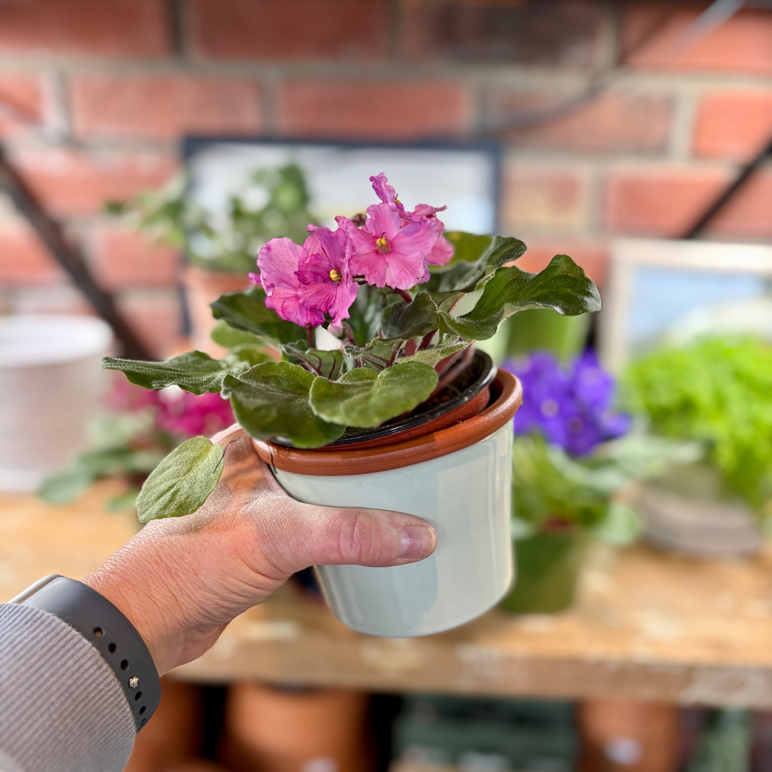 4.3" Zephyr Cylinder Glazed Terracotta Pot