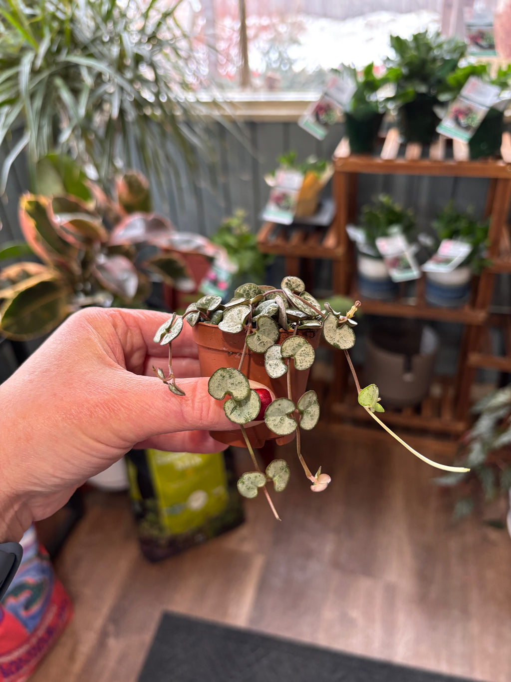 String Of Hearts 2"