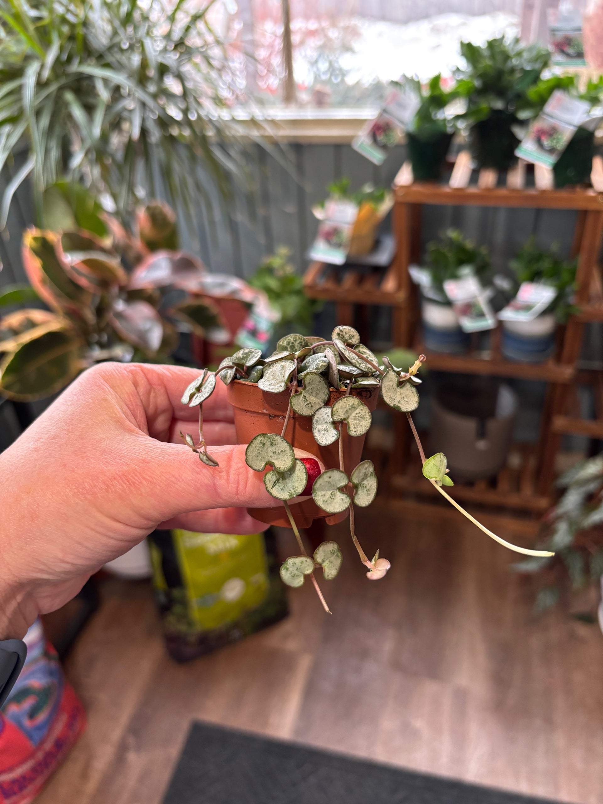 String Of Hearts 2"
