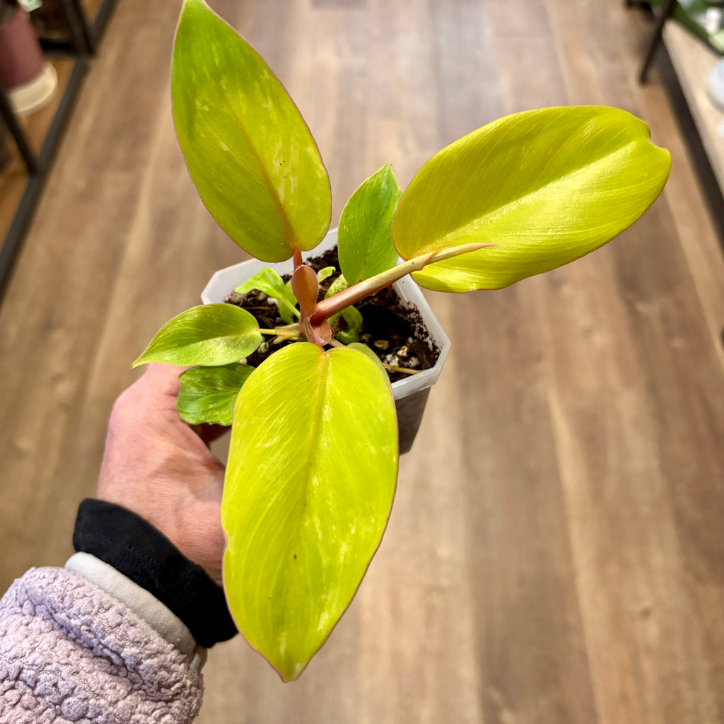 Philodendron 'Jungle Fever' 3"