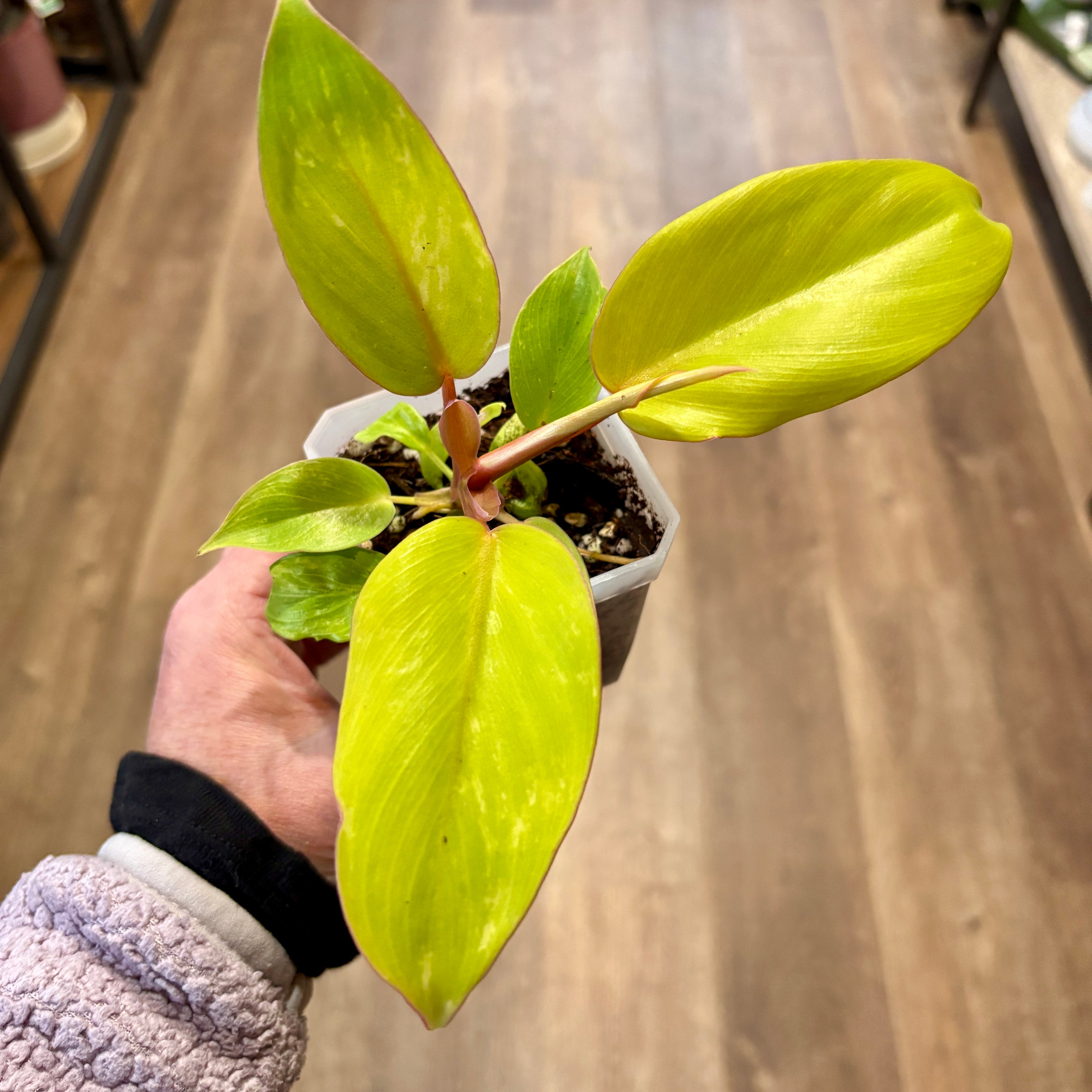 Philodendron 'Jungle Fever' 3"