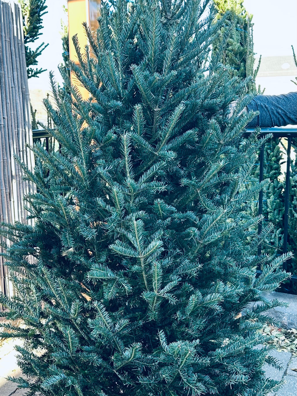 Balsam Fir Christmas Tree - 8-9'