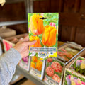 Tulip Blushing Apeldoorn Darwin Hybrid 5 Bulbs/Package