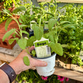 Sage 4" Pot