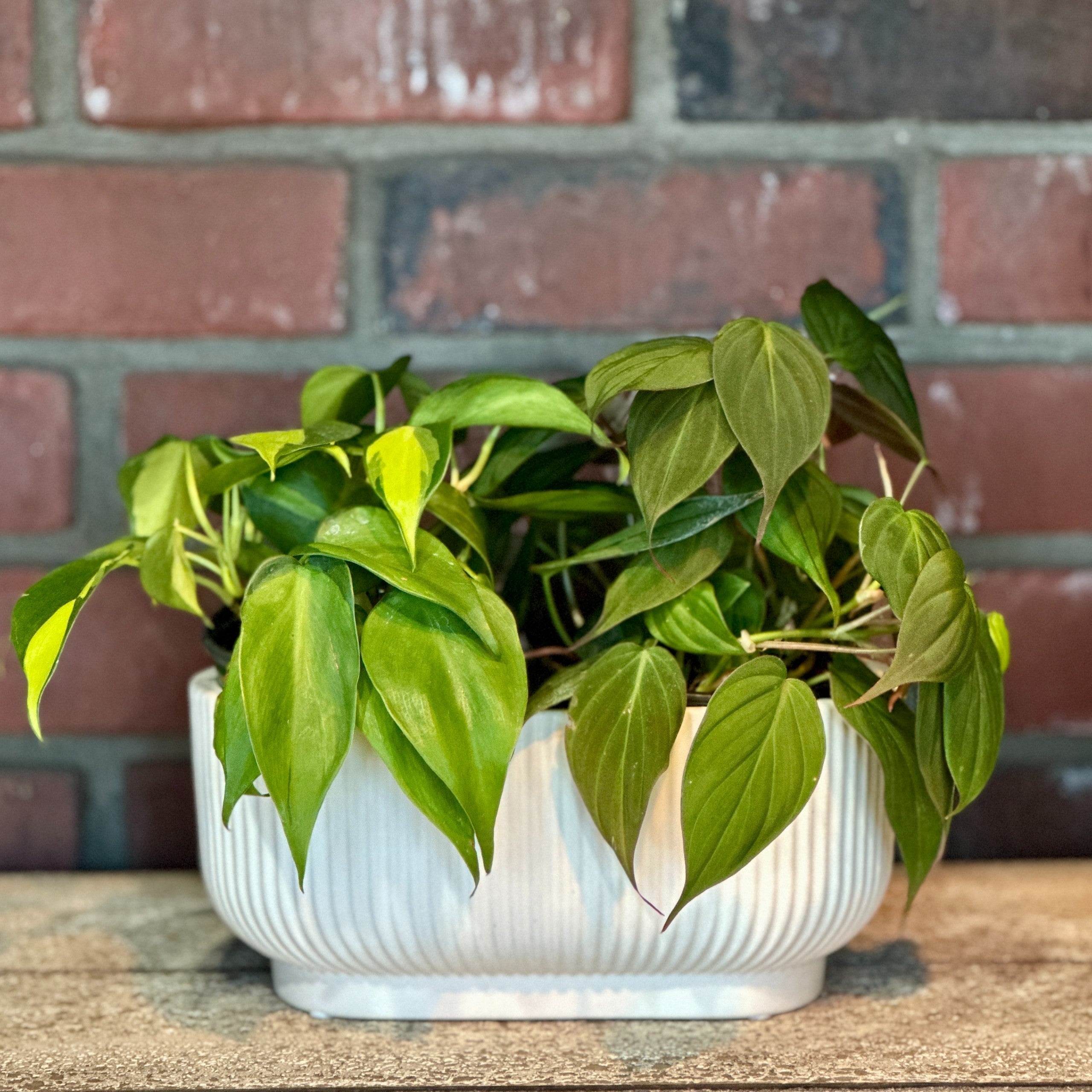 Matte White Oval Ceramic Planter 8"