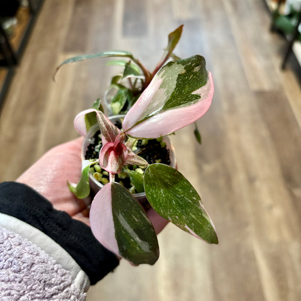Philodendron 'Pink Princess' 2"