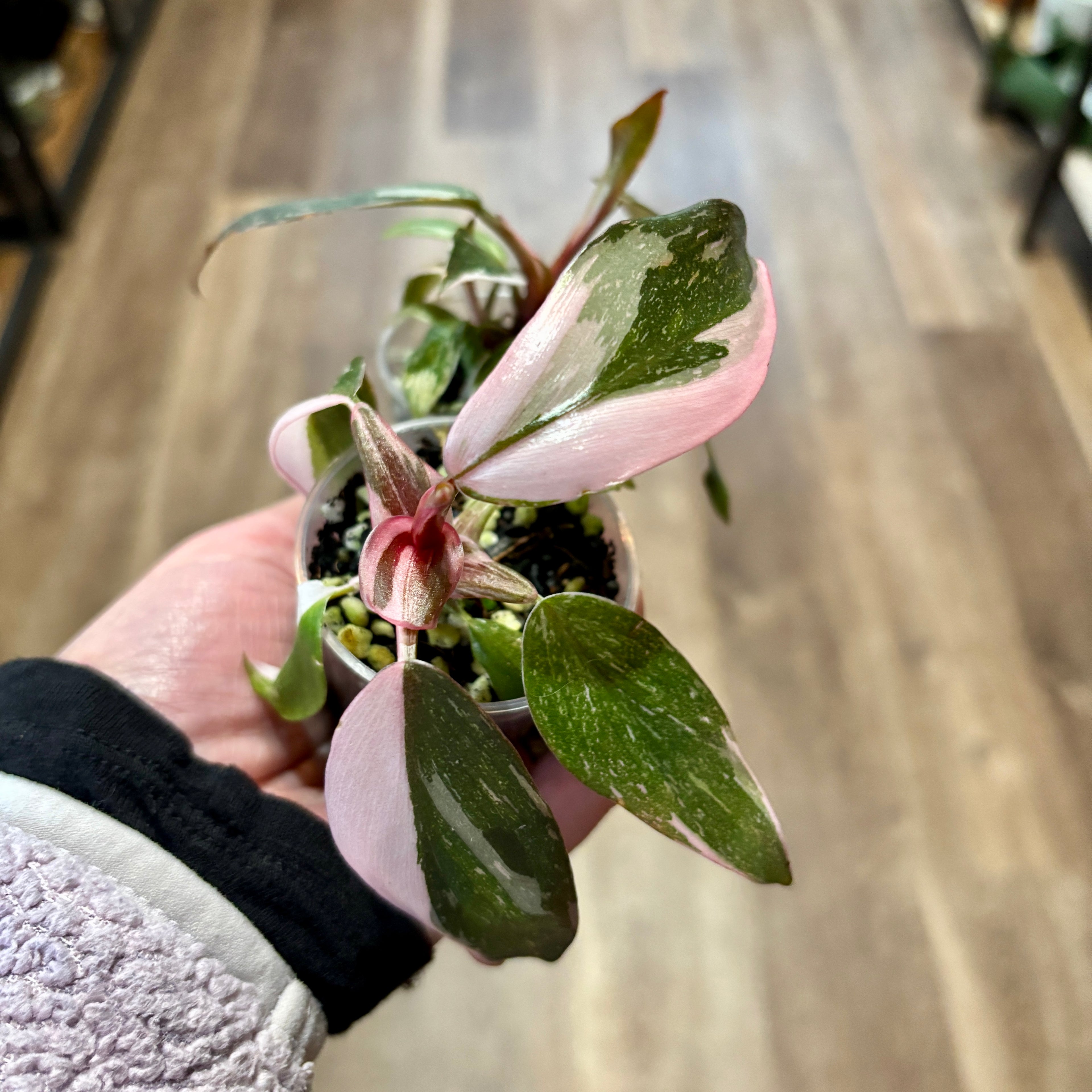 Philodendron 'Pink Princess' 2"
