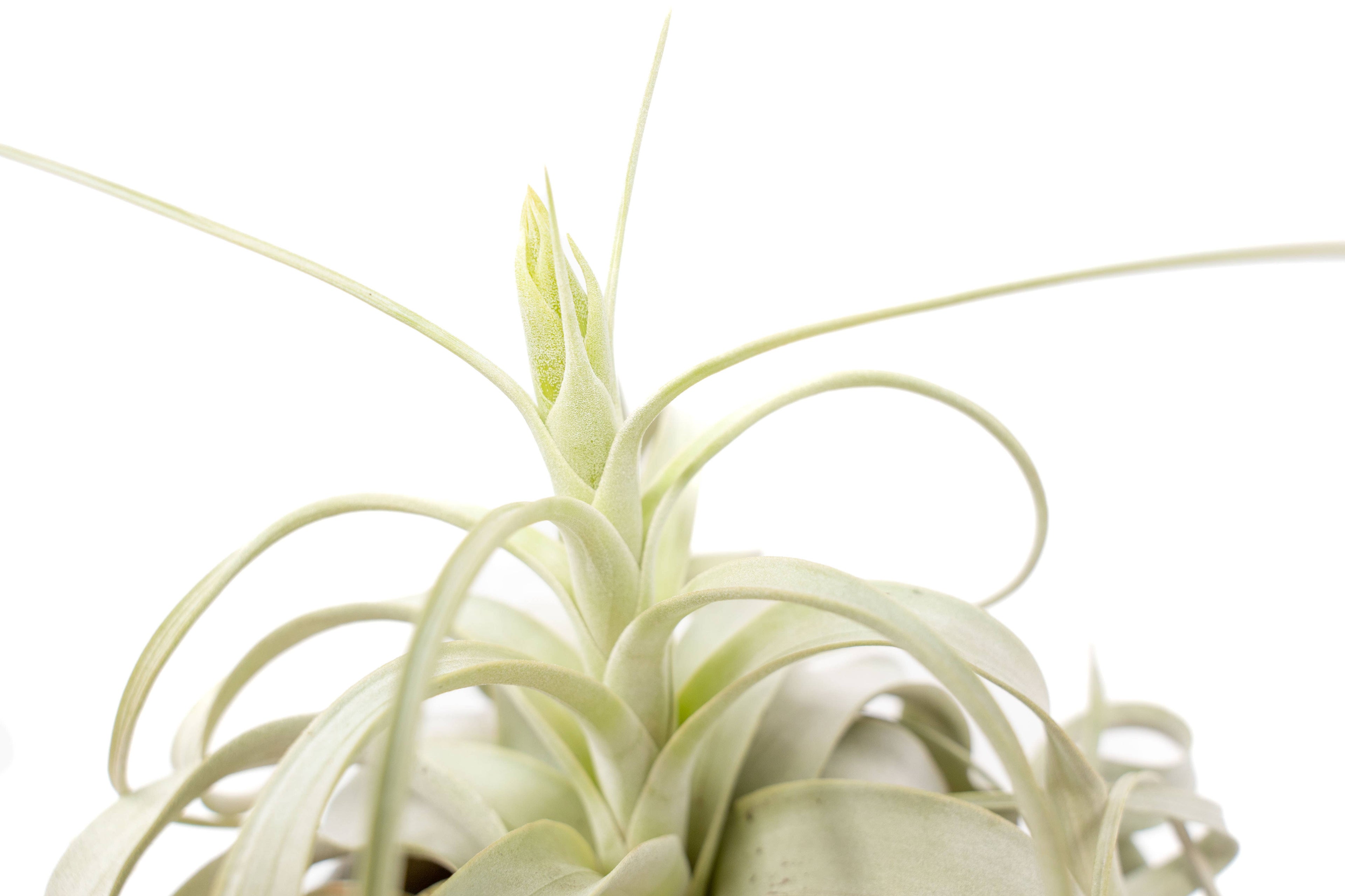 Large Tillandsia Xerographica