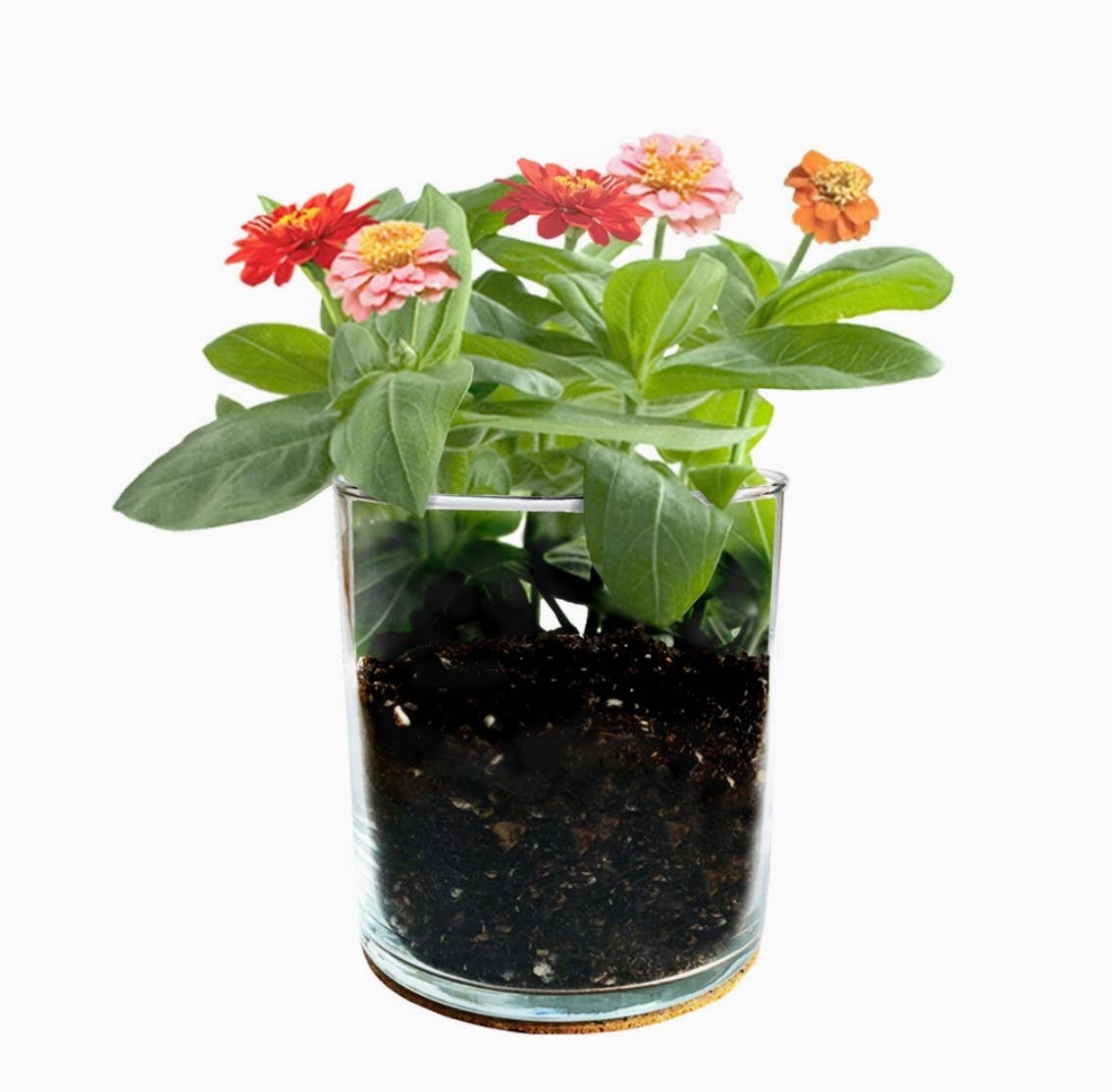 Essential | Happy Birthday Flower Garden | Gift