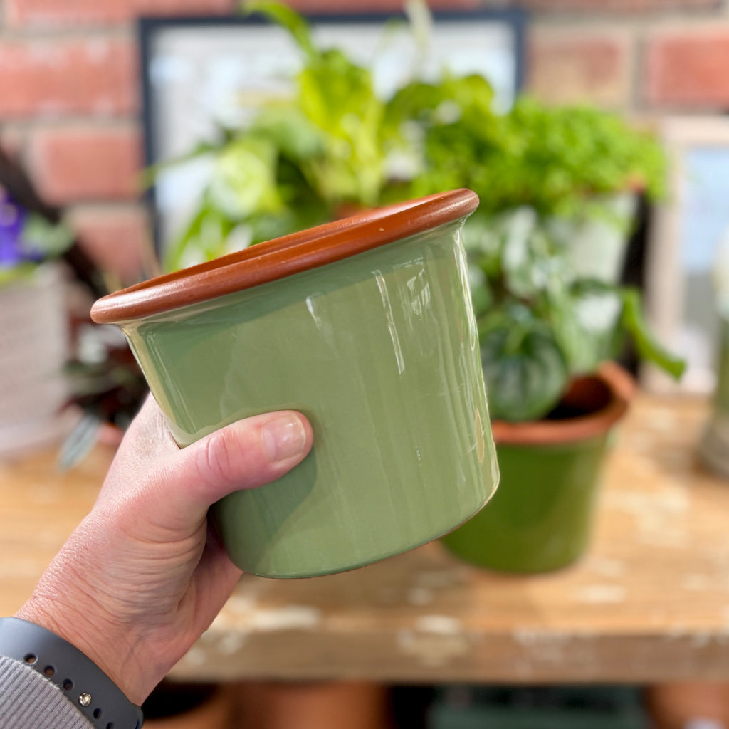 5.5" Sage Cylinder Glazed Terracotta Pot