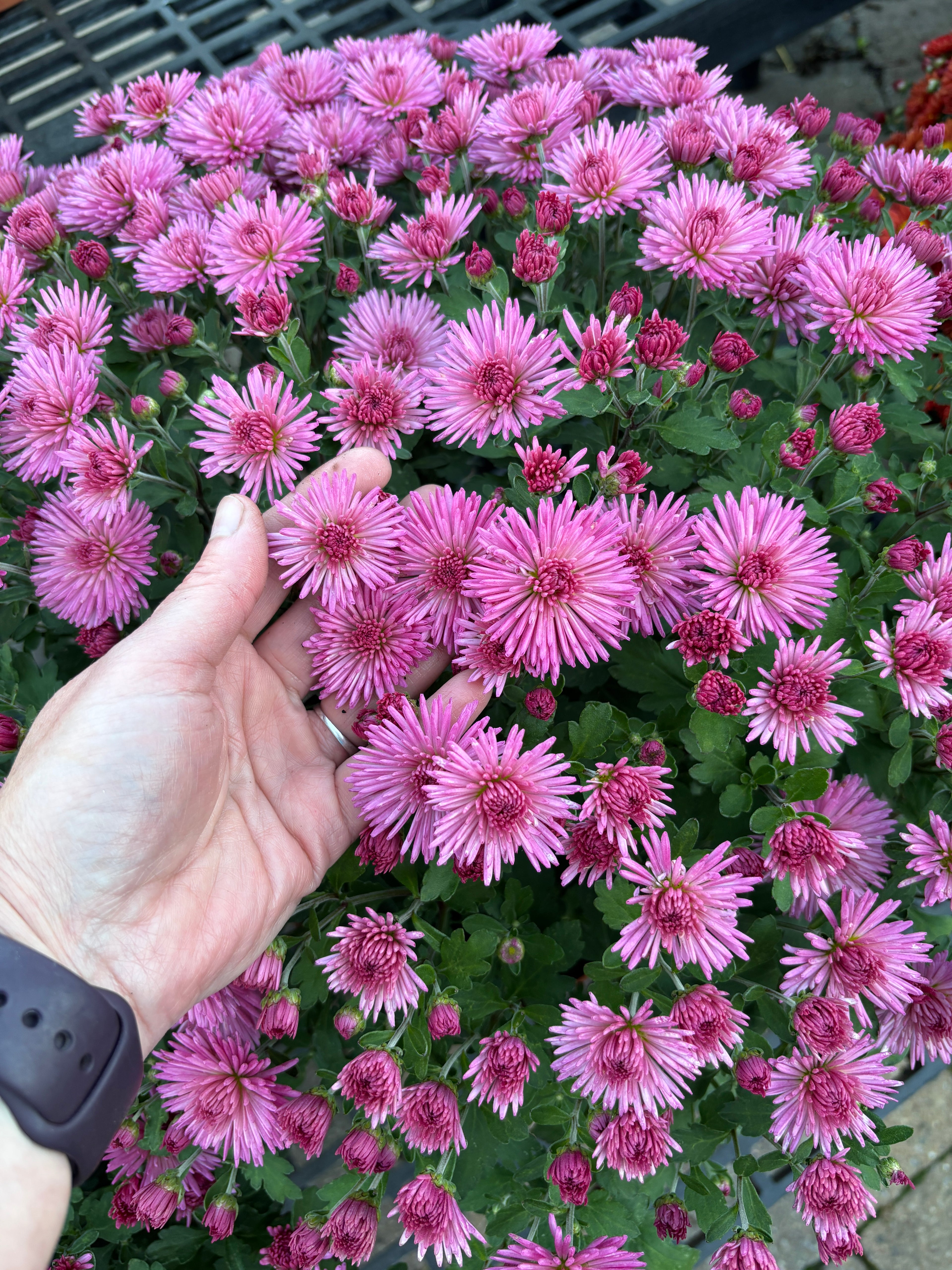 5.5" Dendranthema Igloo Fireworks Mum