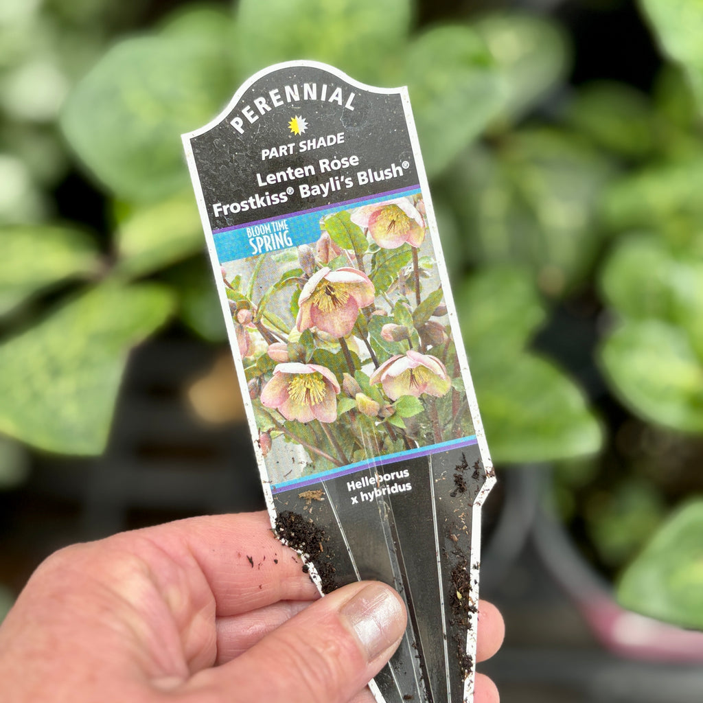 Helleborus/Lenton Rose Frost Kiss 'Baylis Blush' Quart Pot