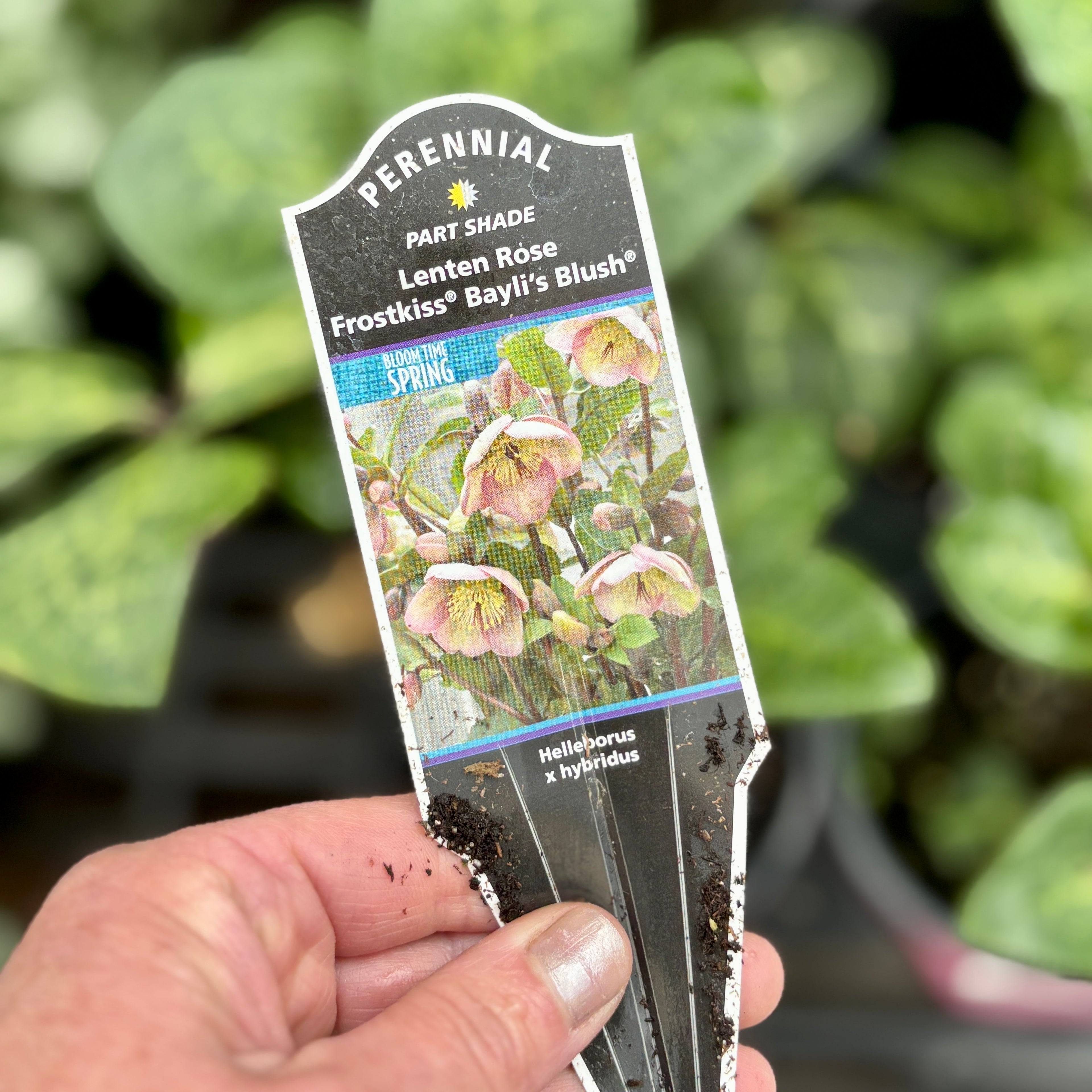 Helleborus/Lenton Rose Frost Kiss 'Baylis Blush' Quart Pot