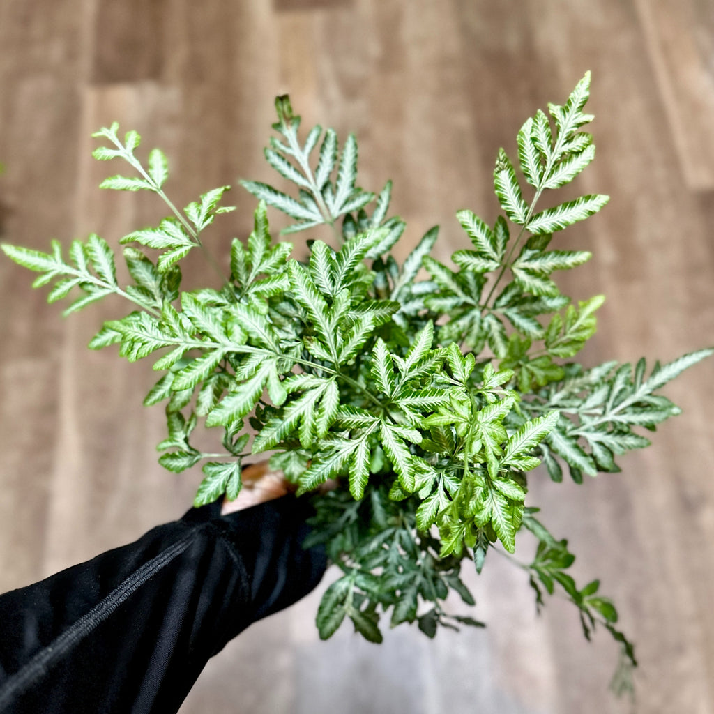 4" Silver Lace Fern