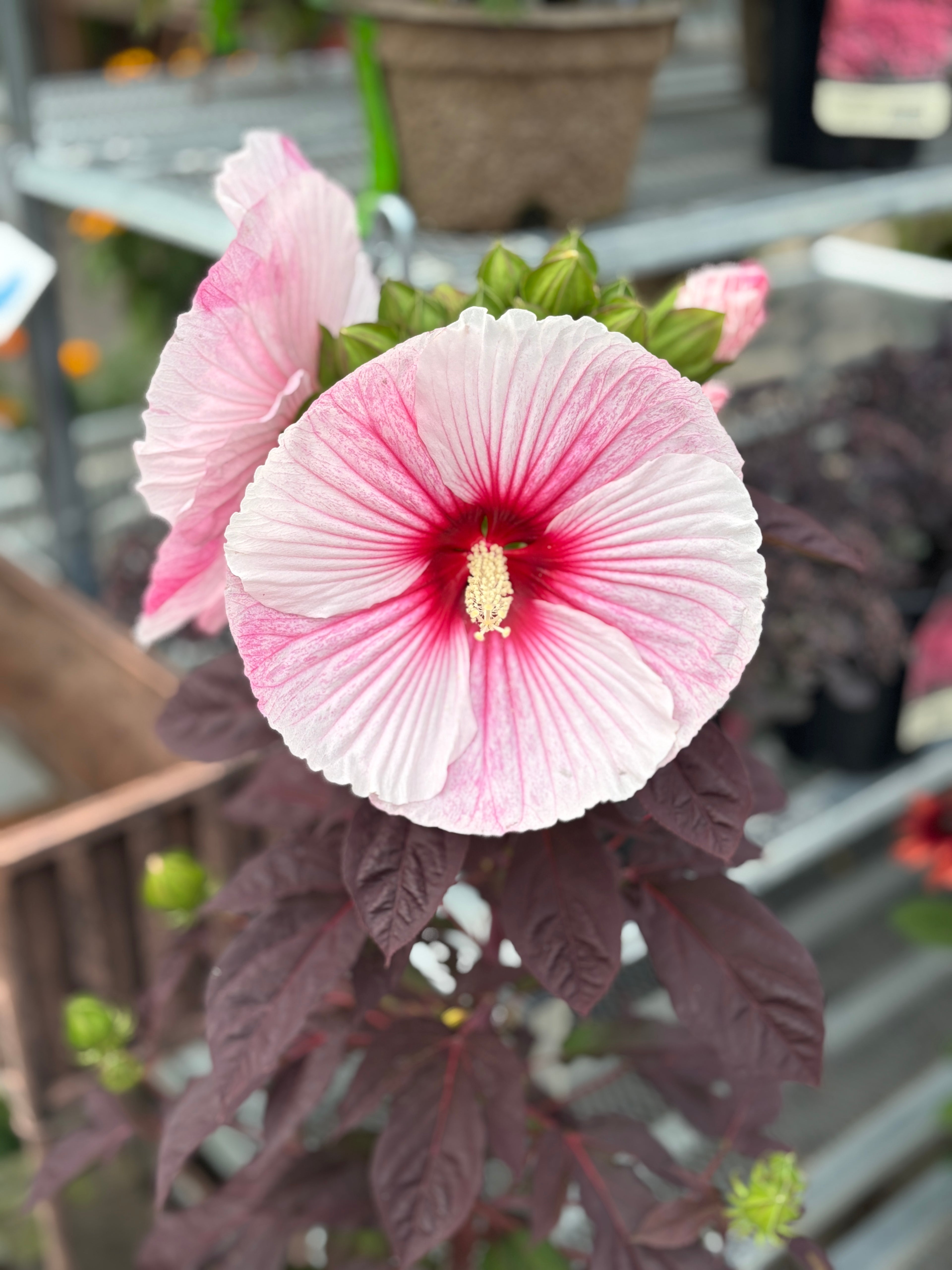 Hibiscus 'starry Starry Night'
