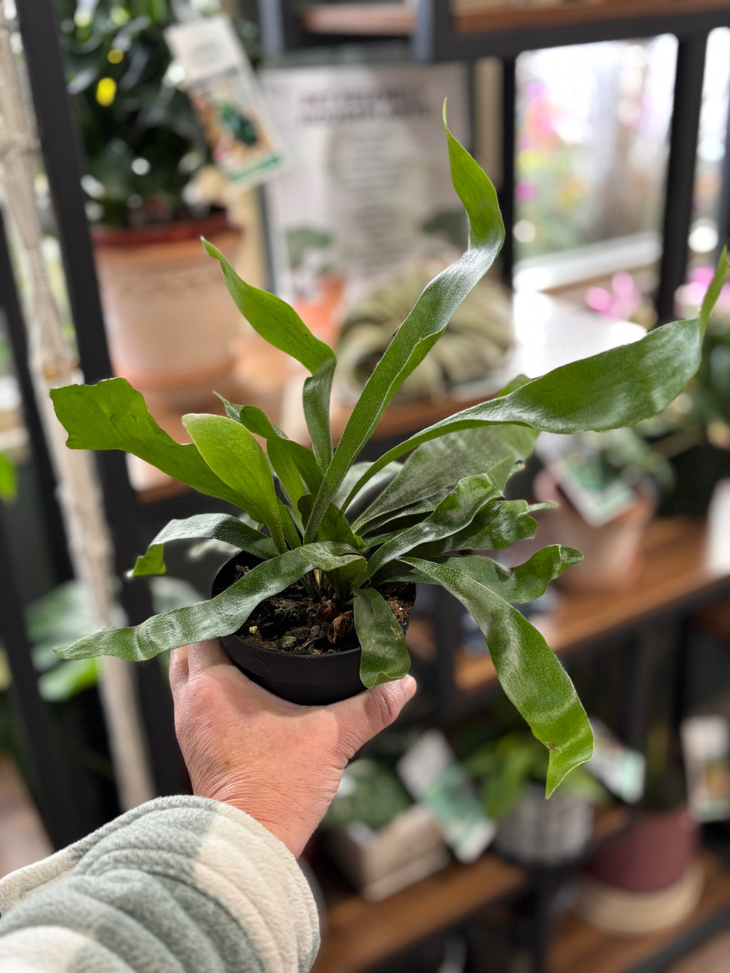 Staghorn Fern 6" And 4" - 6"