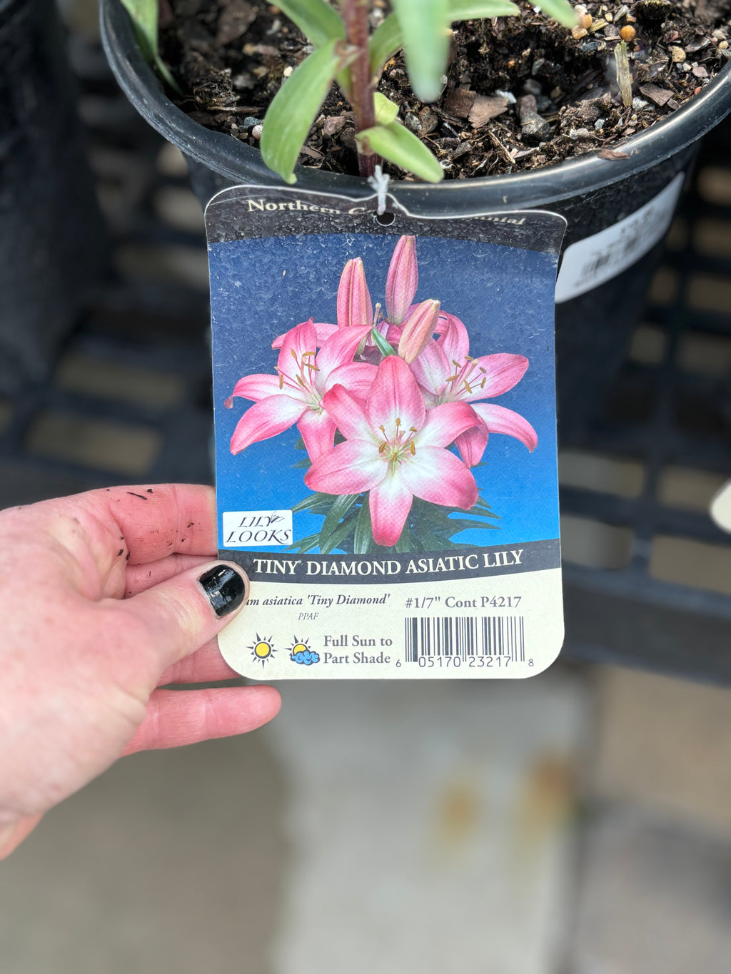 Lilium Asiatica 'Tiny Diamond' #1 Gallon Pot