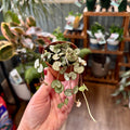 String Of Hearts 2"