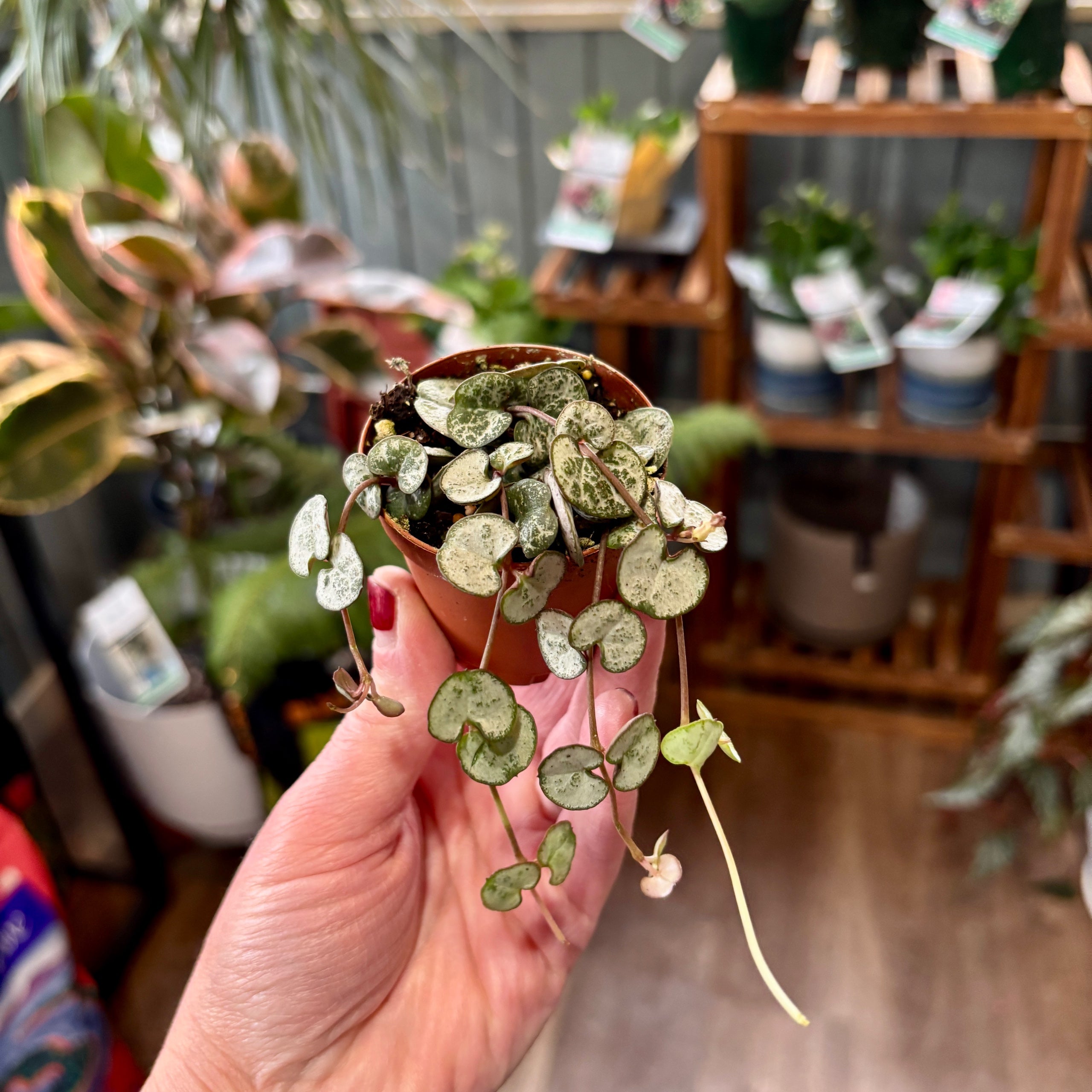 String Of Hearts 2"