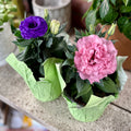 Lisianthus Assorted Colors