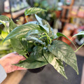 Albo Pothos | Epipremnum Pinnatum 'Albo-Variegata'
