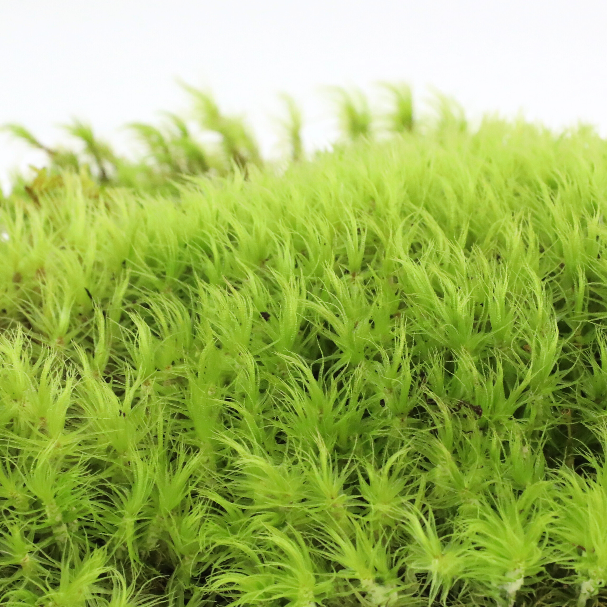 Live Mood Moss – Dormant 6X6" Squares, Hand-Harvested: Dicranum Scoparium