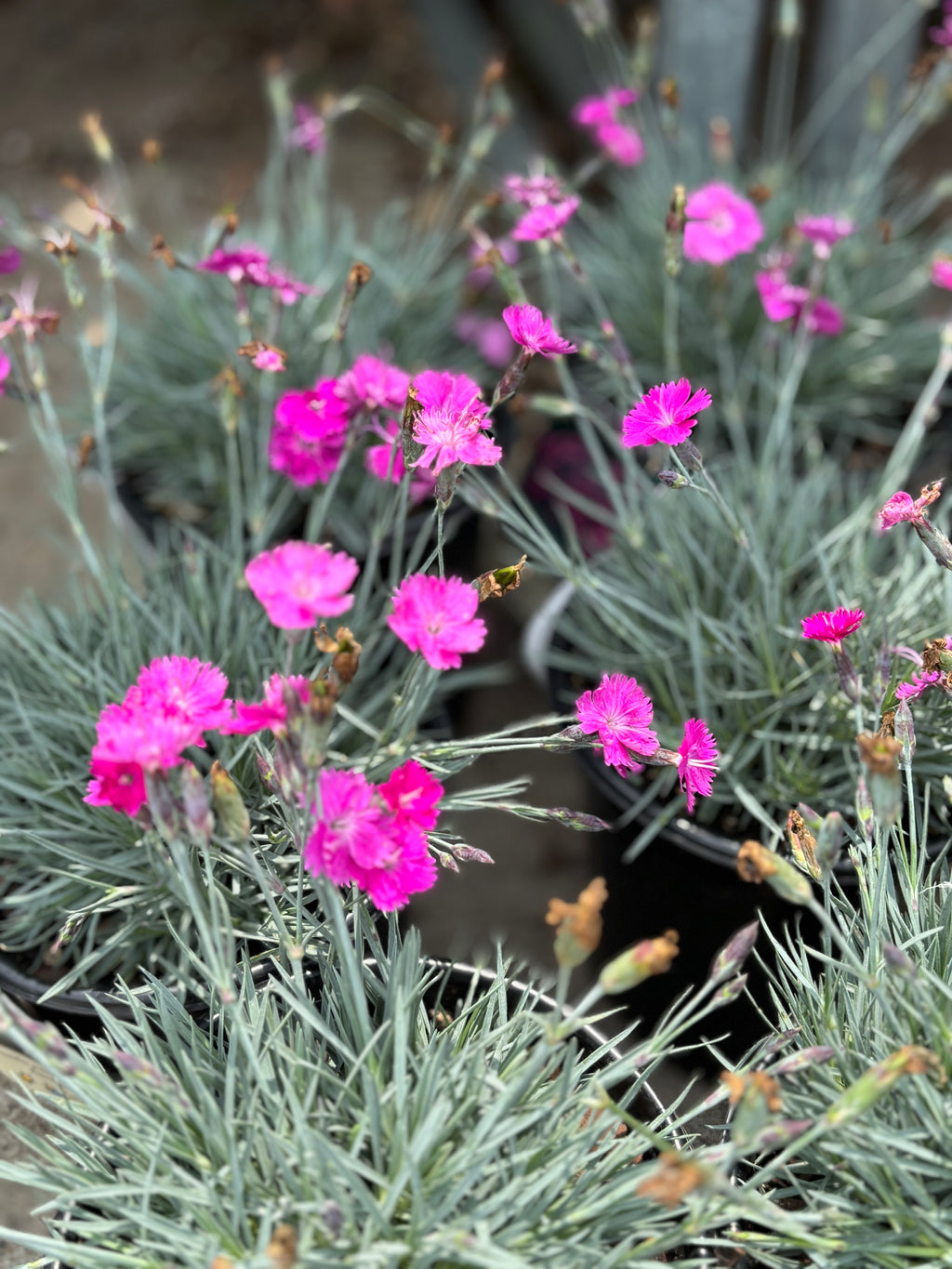 Dianthus Kahori #1 Gallon