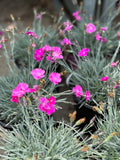 Dianthus Kahori #1 Gallon
