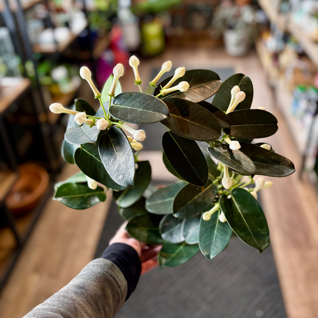 Stephanotis Hoop 5"