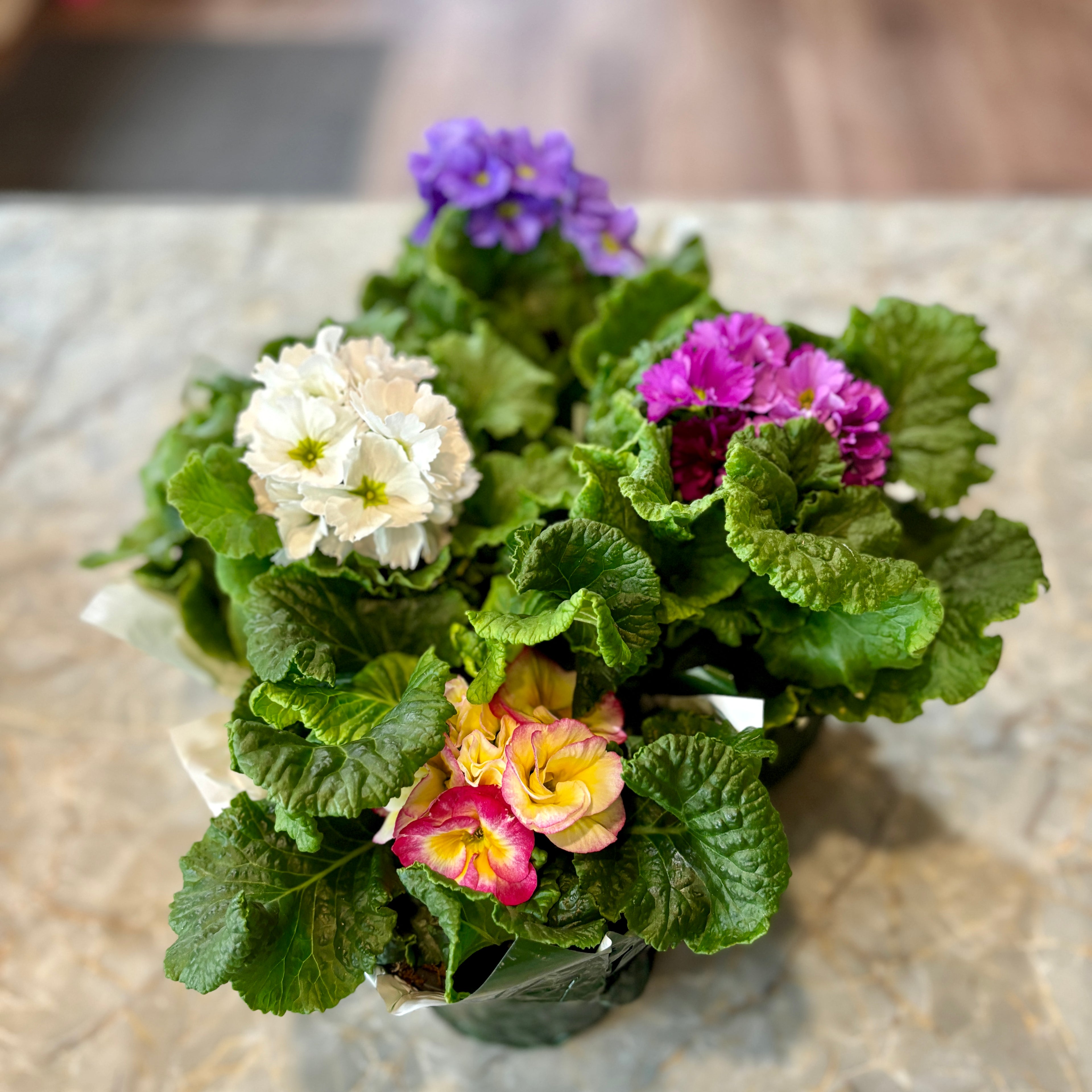 Primula Assorted Colors 6.5" Pot