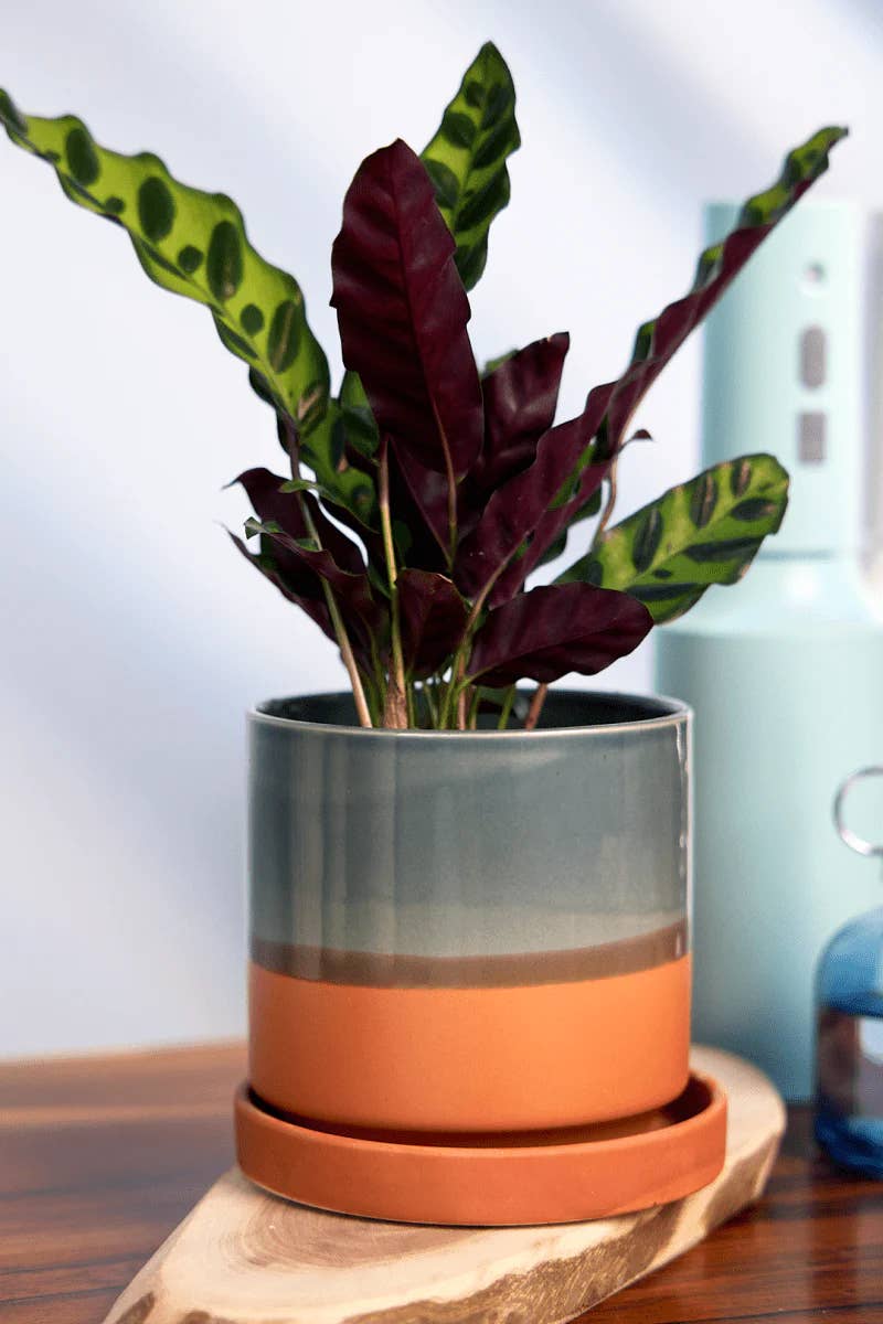 Minute Ceramic Planter Indoors 5 Inch Clay Terracotta Pot: Terracotta, 5"