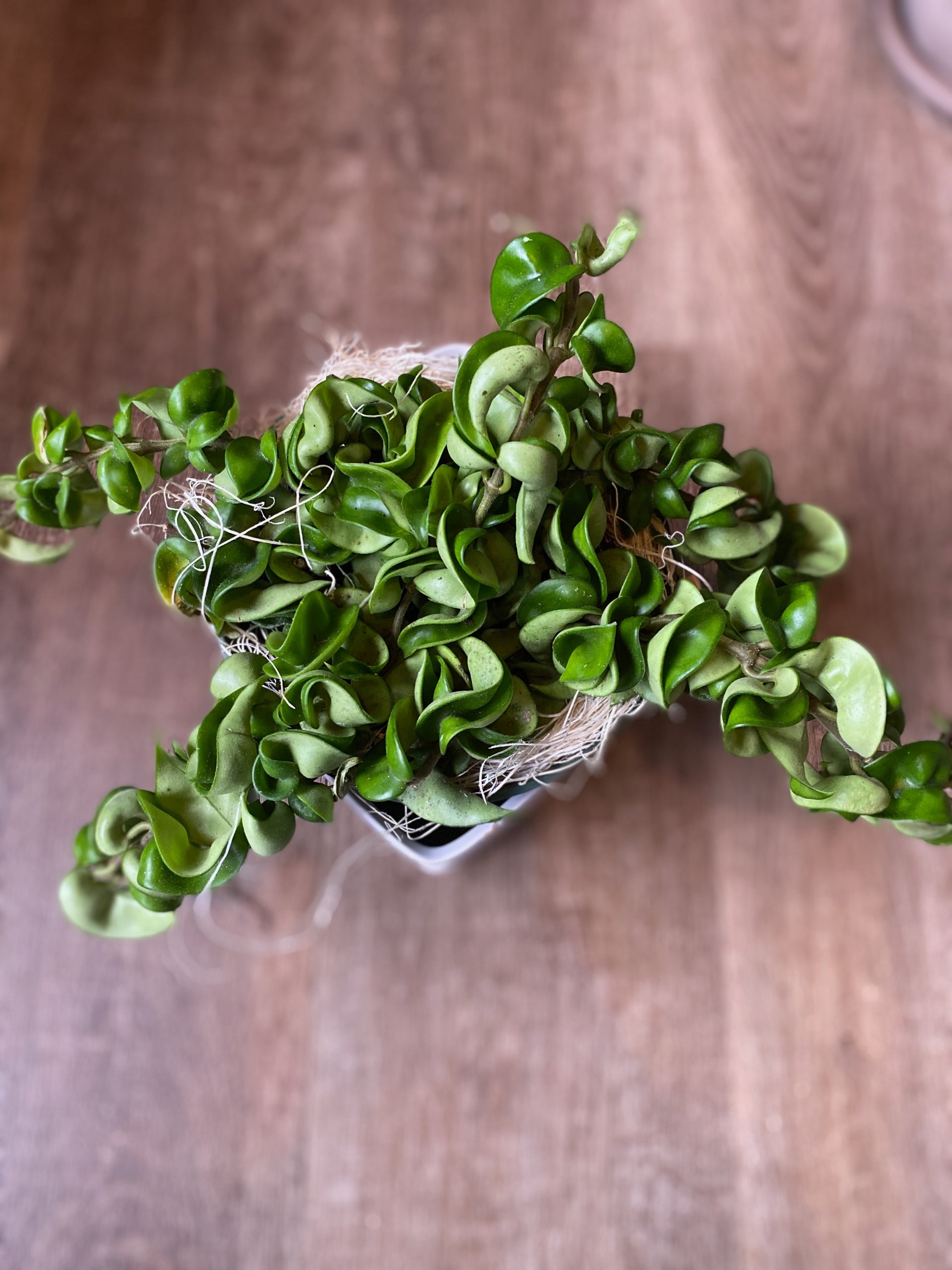 Hoya Rope Green
