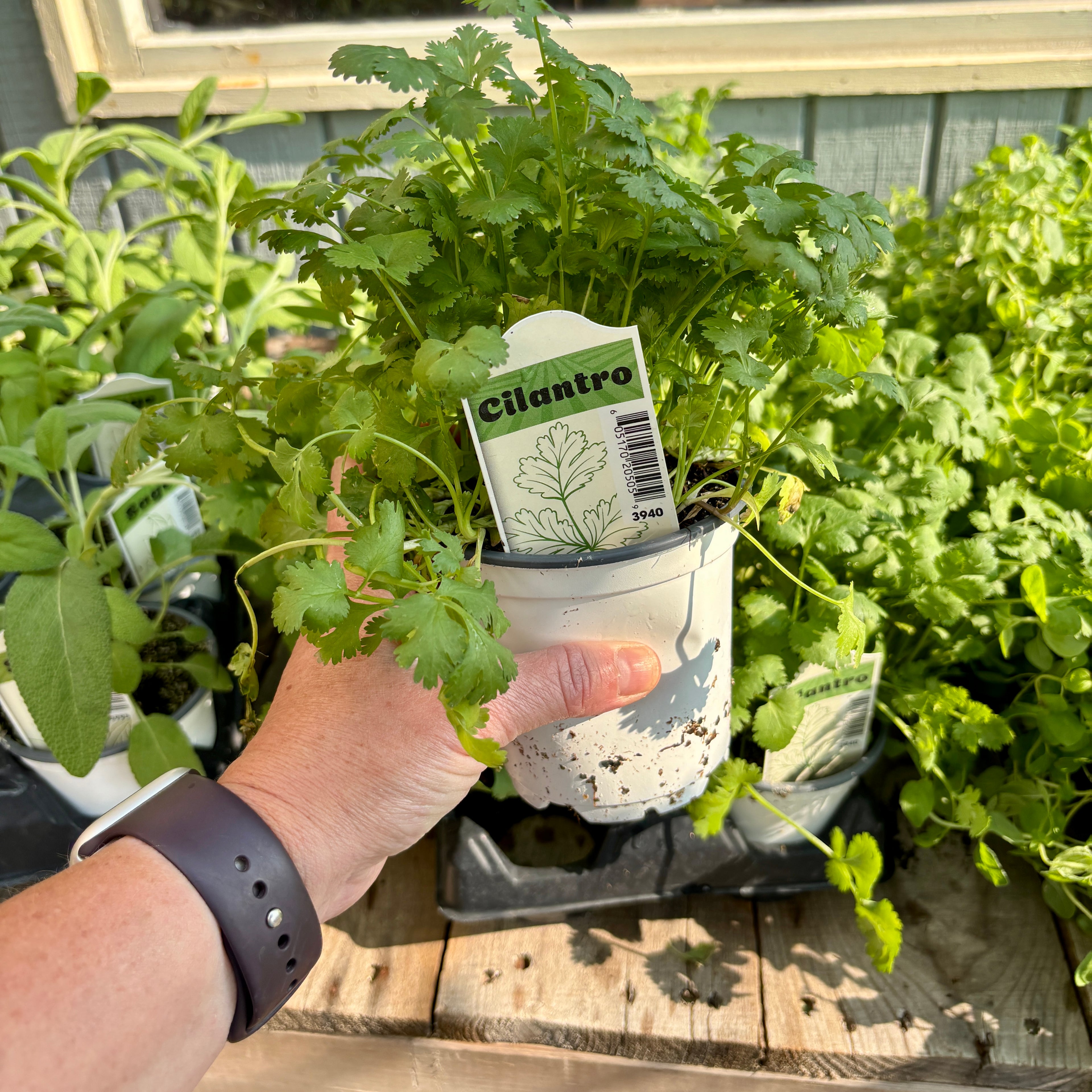 Cilantro 4" Pot