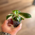 Philodendron 'White Wizard' 2"