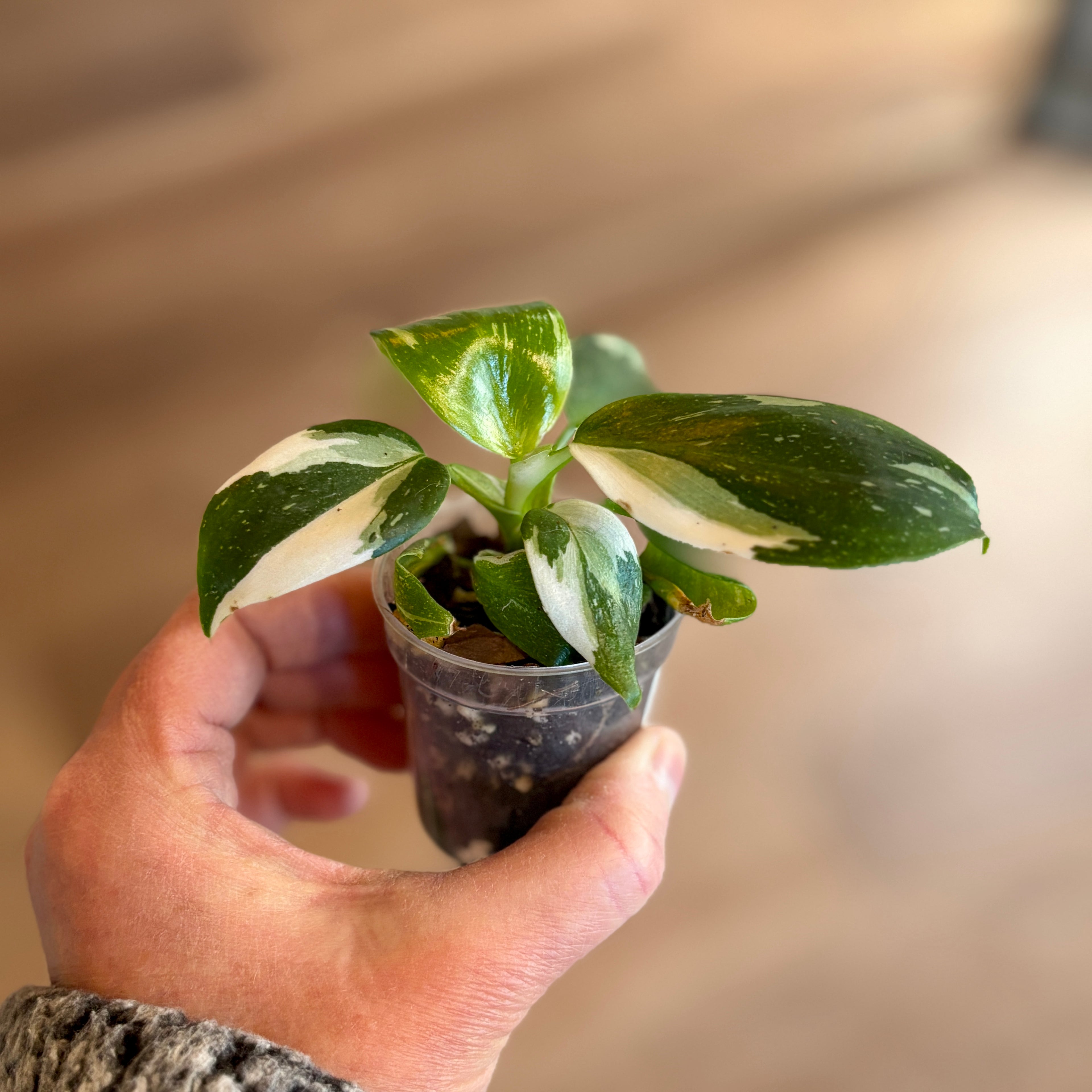 Philodendron 'White Wizard' 2"