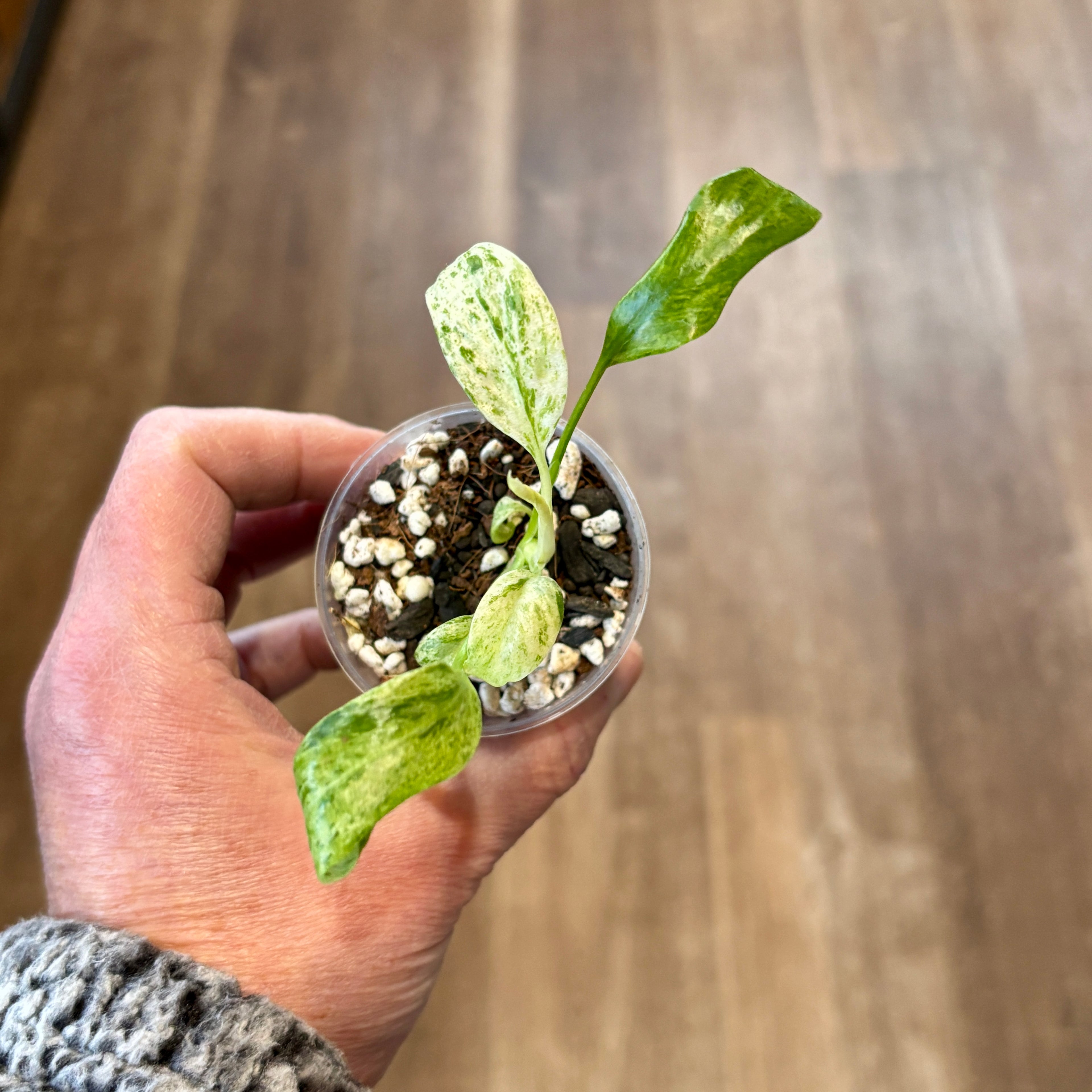 Epipremnum Giganteum Variegated | Pothos