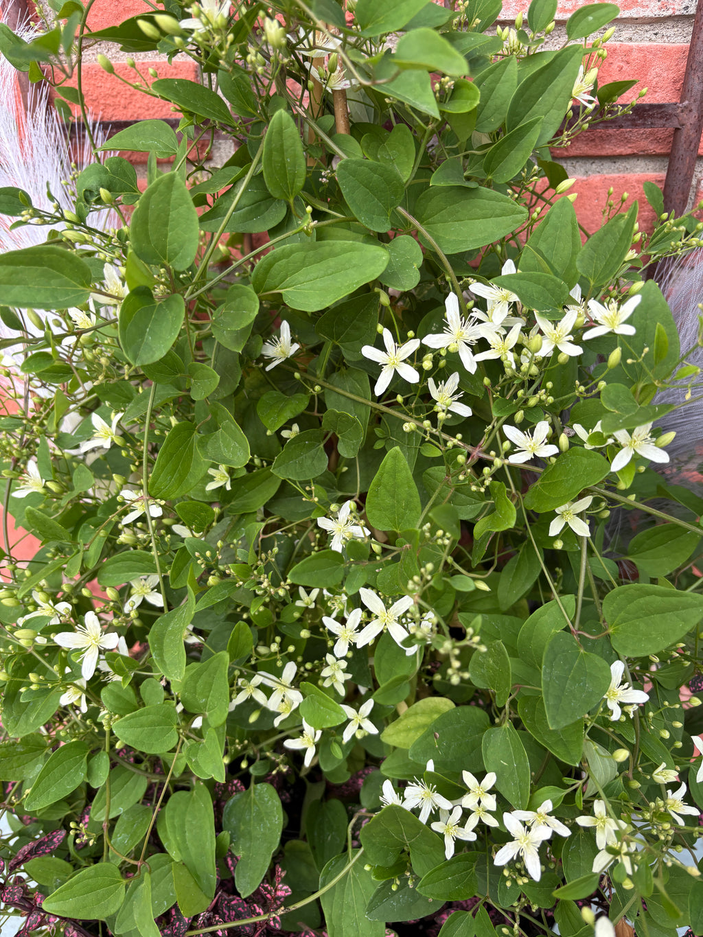 Clematis 'sweet Autumn' #1 Gallon