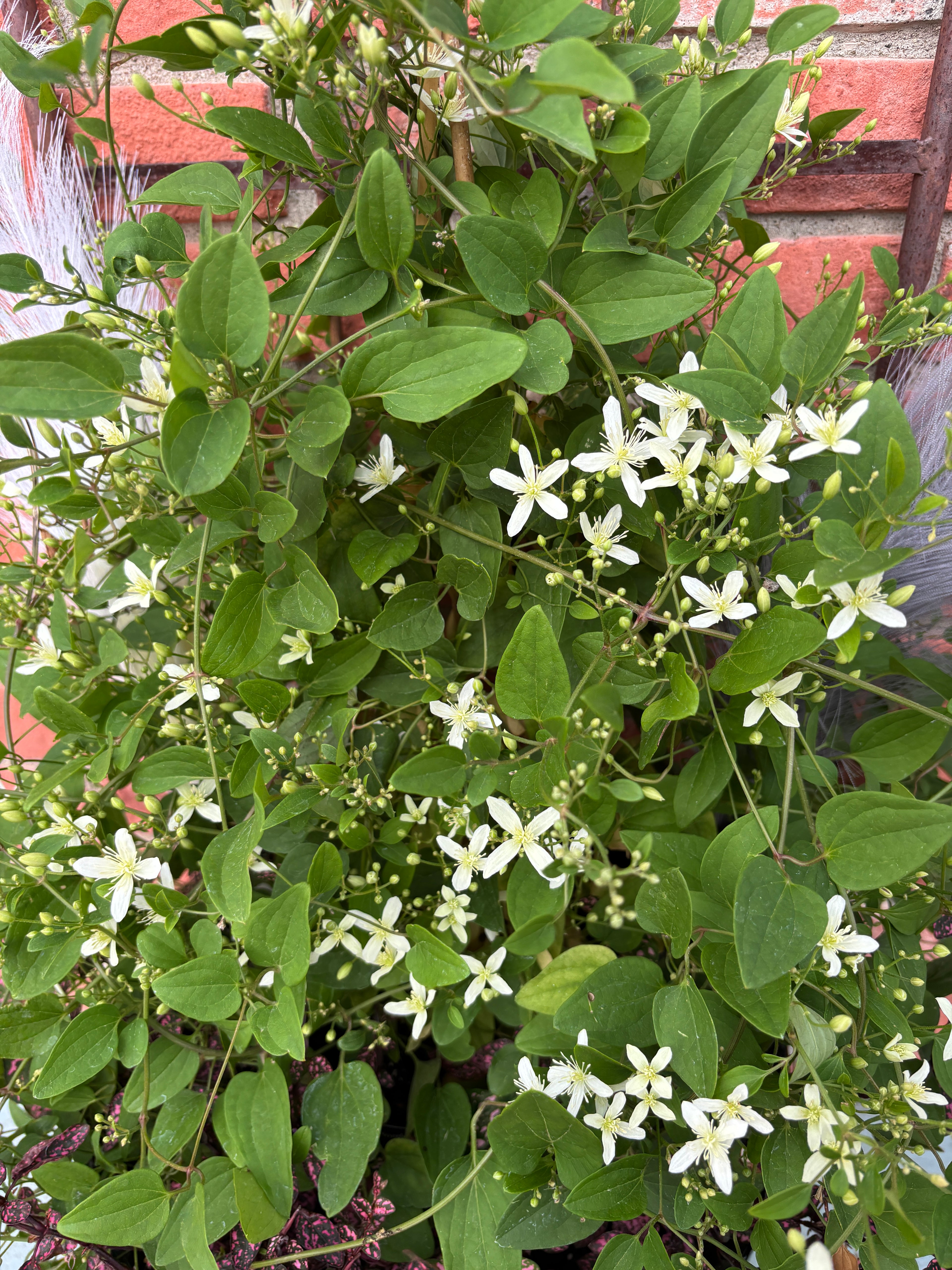 Clematis 'sweet Autumn' #1 Gallon