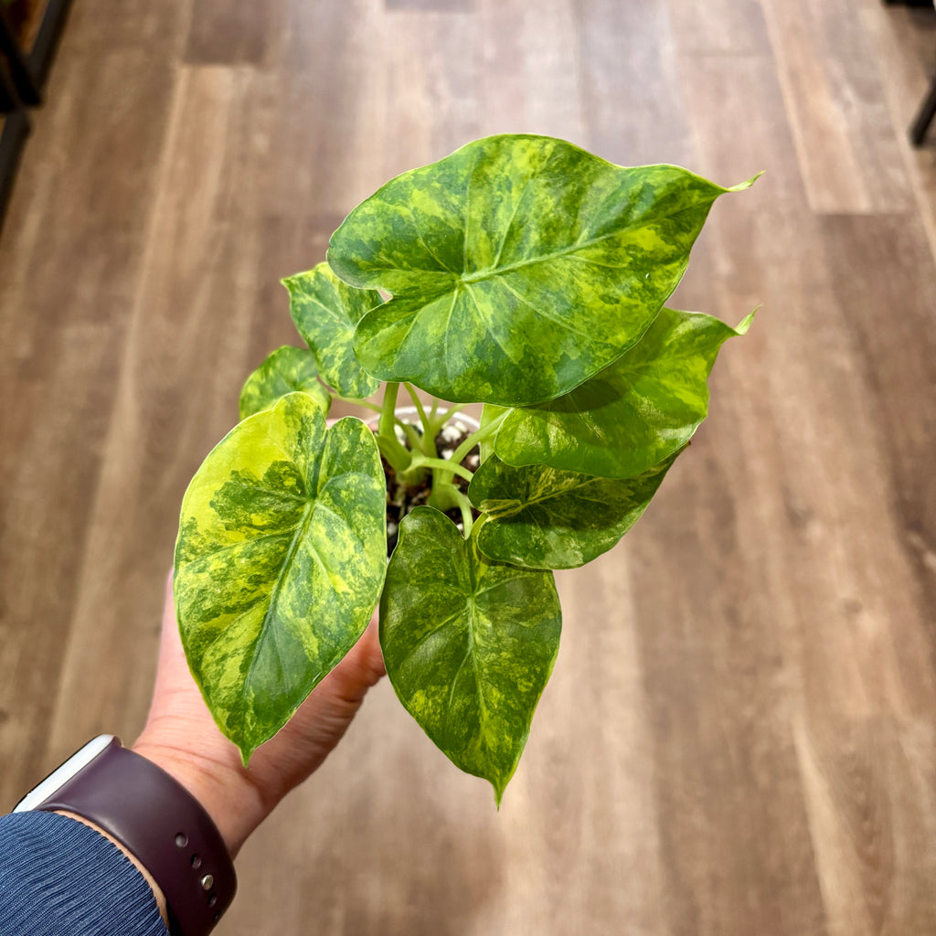Alocasia 'Gageana Aurea'