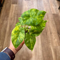 Alocasia 'Gageana Aurea'