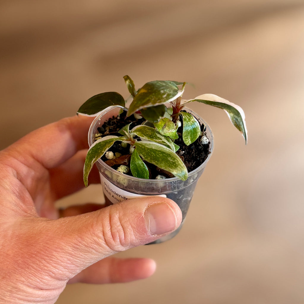 Philodendron 'Red Anderson' 2"