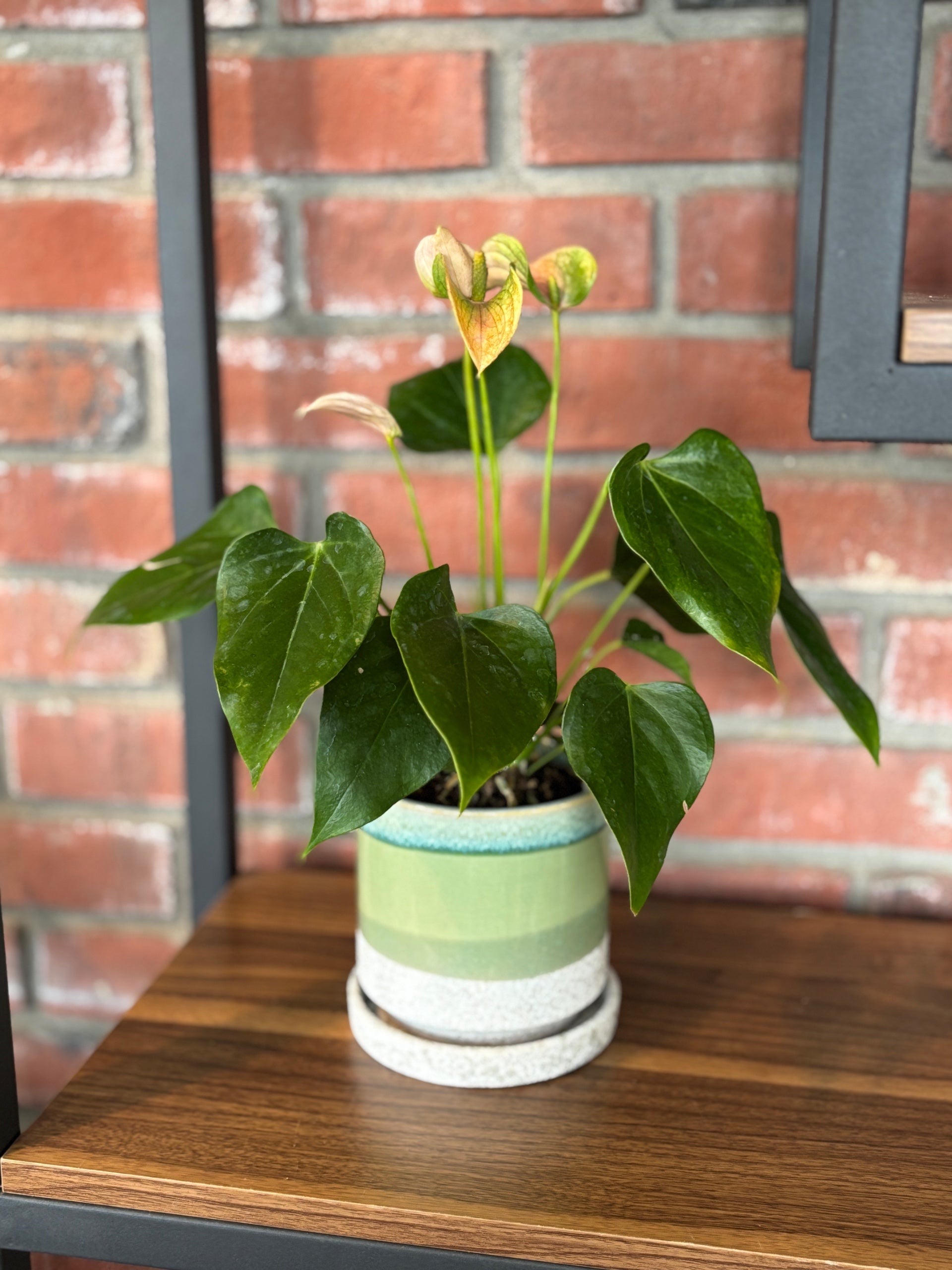 5" Green Cement 5" Pot & Saucer