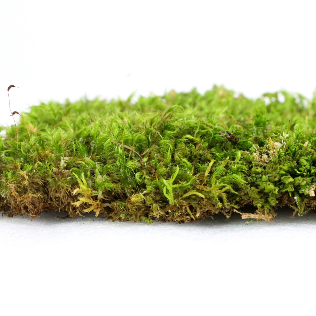 Live Mood Moss – Dormant 6X6" Squares, Hand-Harvested: Dicranum Scoparium