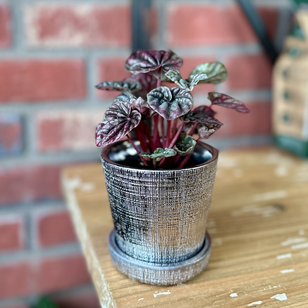 3" Chrome Mick Planter Pots With Drainage Holes