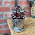 3" Chrome Mick Planter Pots With Drainage Holes