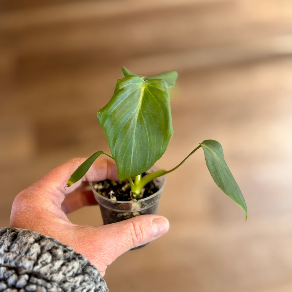 Philodendron 'Mcdowell' 2" Pot